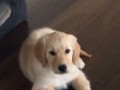 cooper-01  Cooper