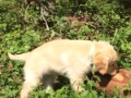 cooper-04  Cooper
