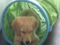 cooper-09  Cooper
