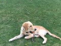cooper-12  Cooper