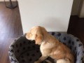 cooper-13  Cooper