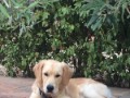 cooper-15  Cooper
