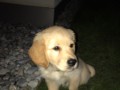venjo-1  Venjo